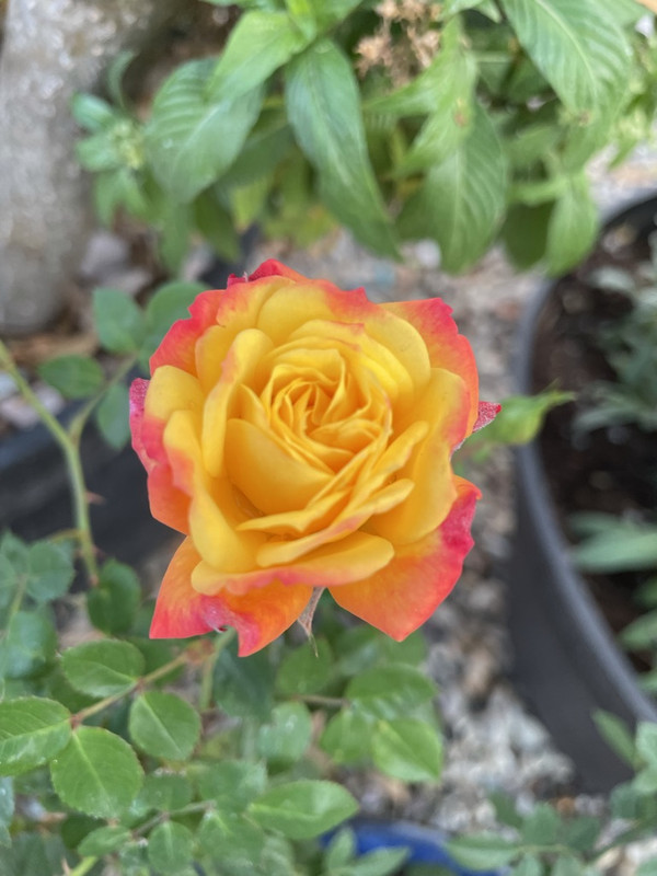 426-C17-E3-76-F0-4-D29-9865-C2-BAE94423-EB-1-105-c