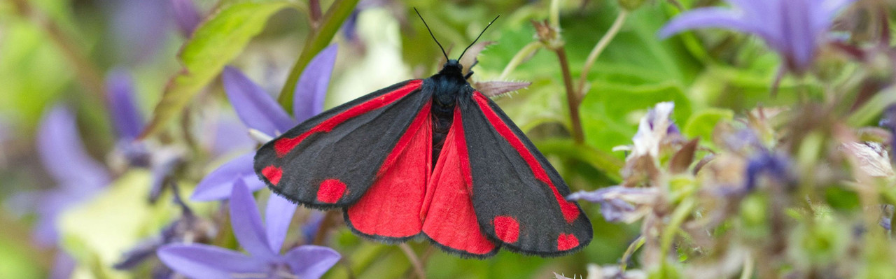 cinnabar moth skinny top