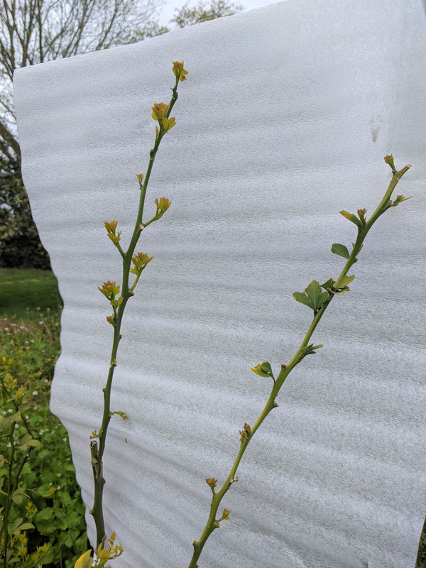 5-1-2020 Conestoga 11 overwintered without outdoors damage