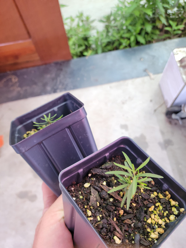 Psidium pulcherrimum 2