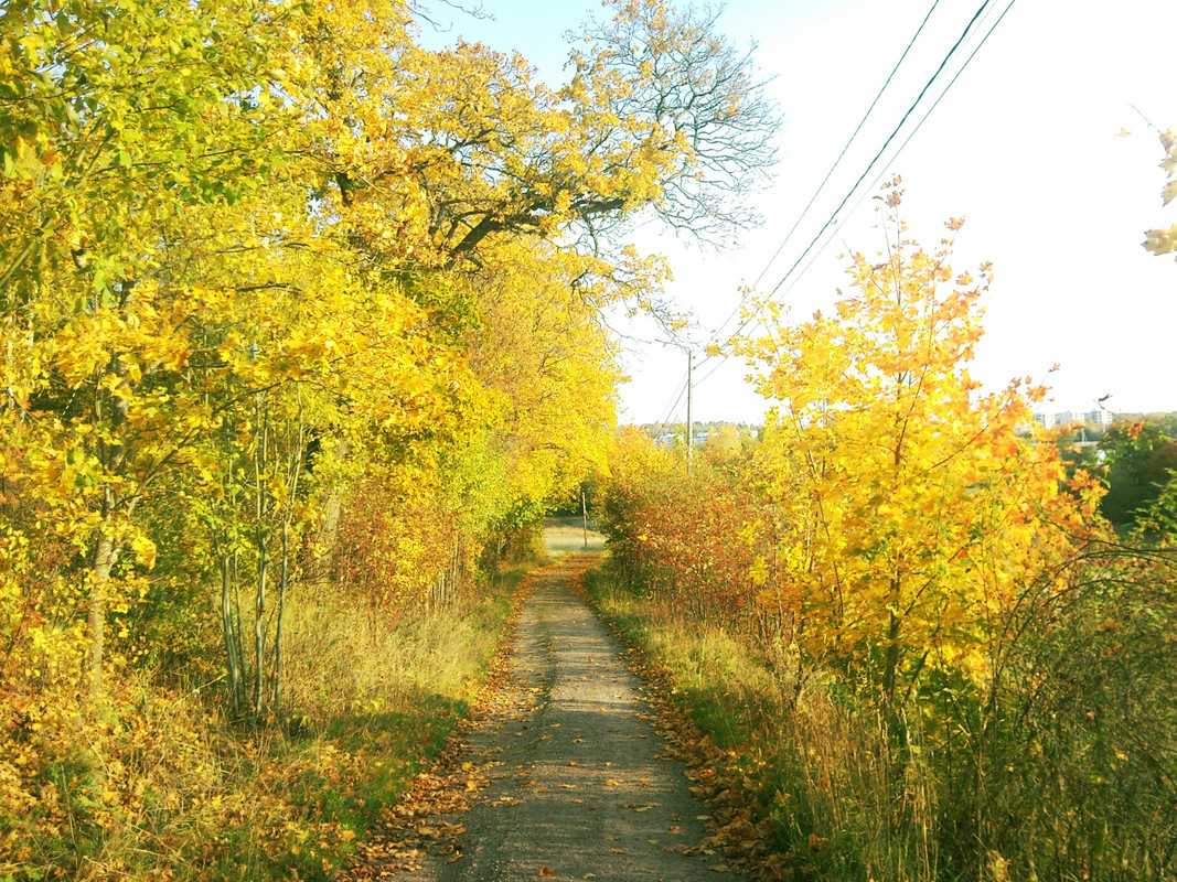 2014-10-07 @10-20-58-syksyn värejä, metsätie