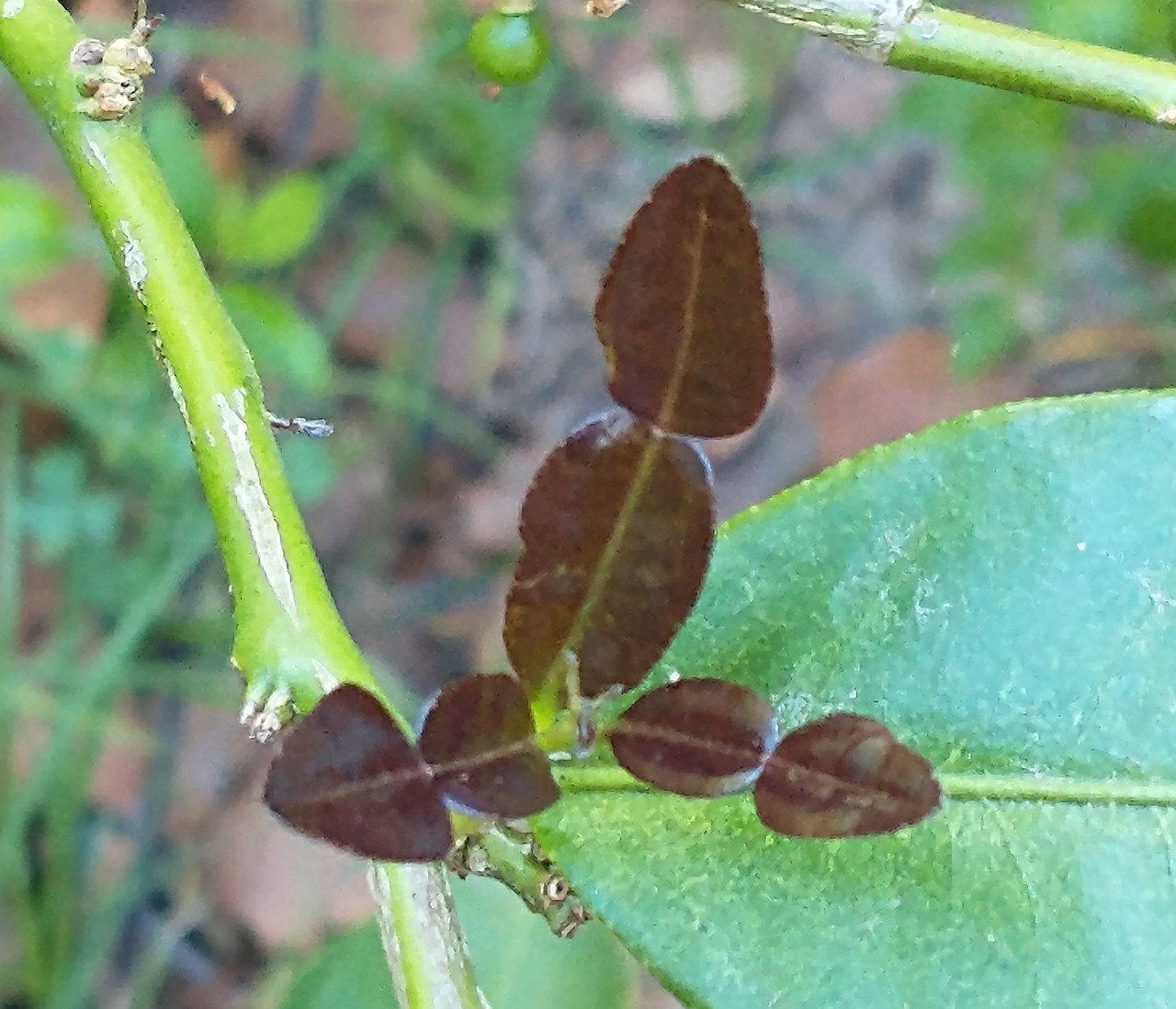Kaffir lime foliage photo