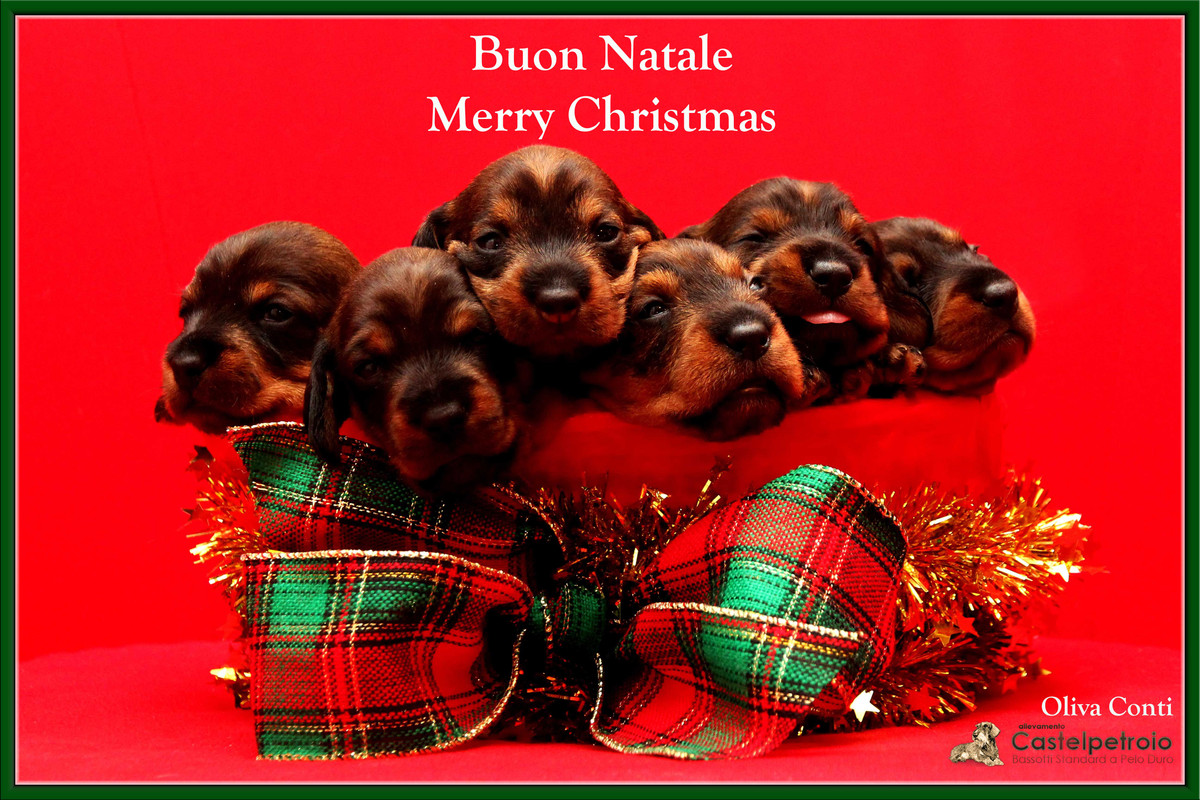 [Image: cesto-2-web.jpg]