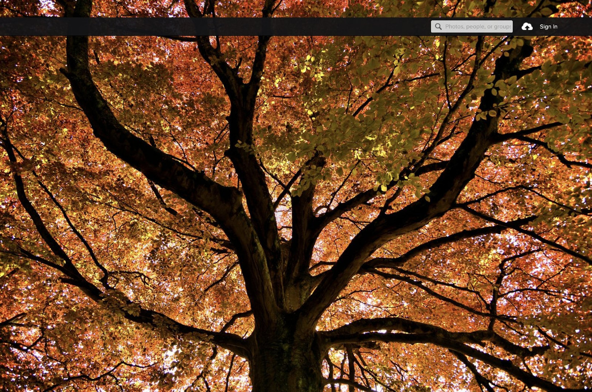orange-tree-leaves.jpg