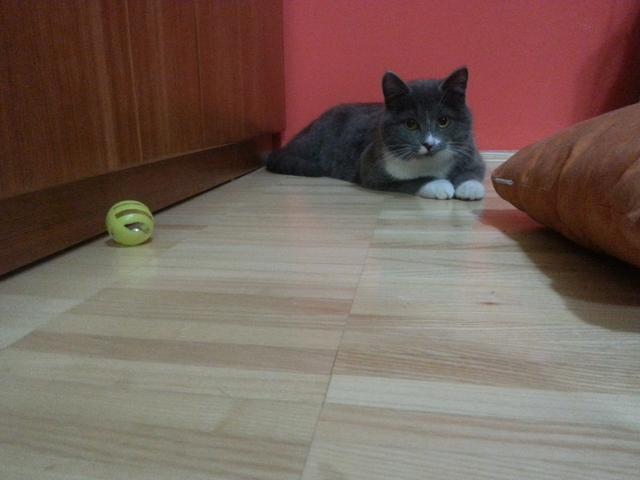 Slika