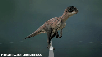 Psittacosaurus Ontogeny