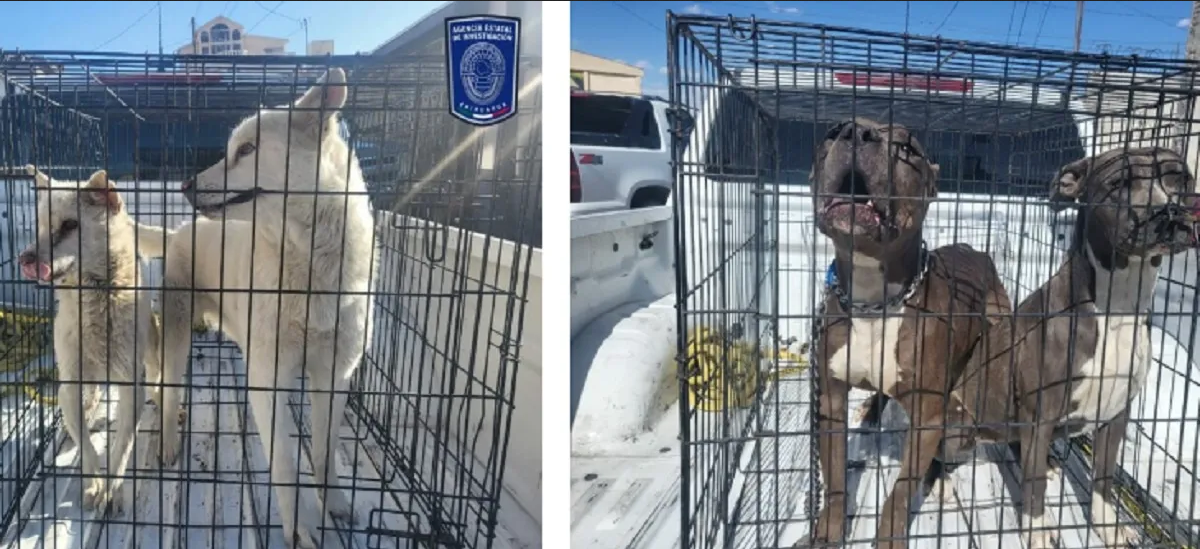 Rescatan a cuatro perros maltratados y uno más que fue robado en Chihuahua