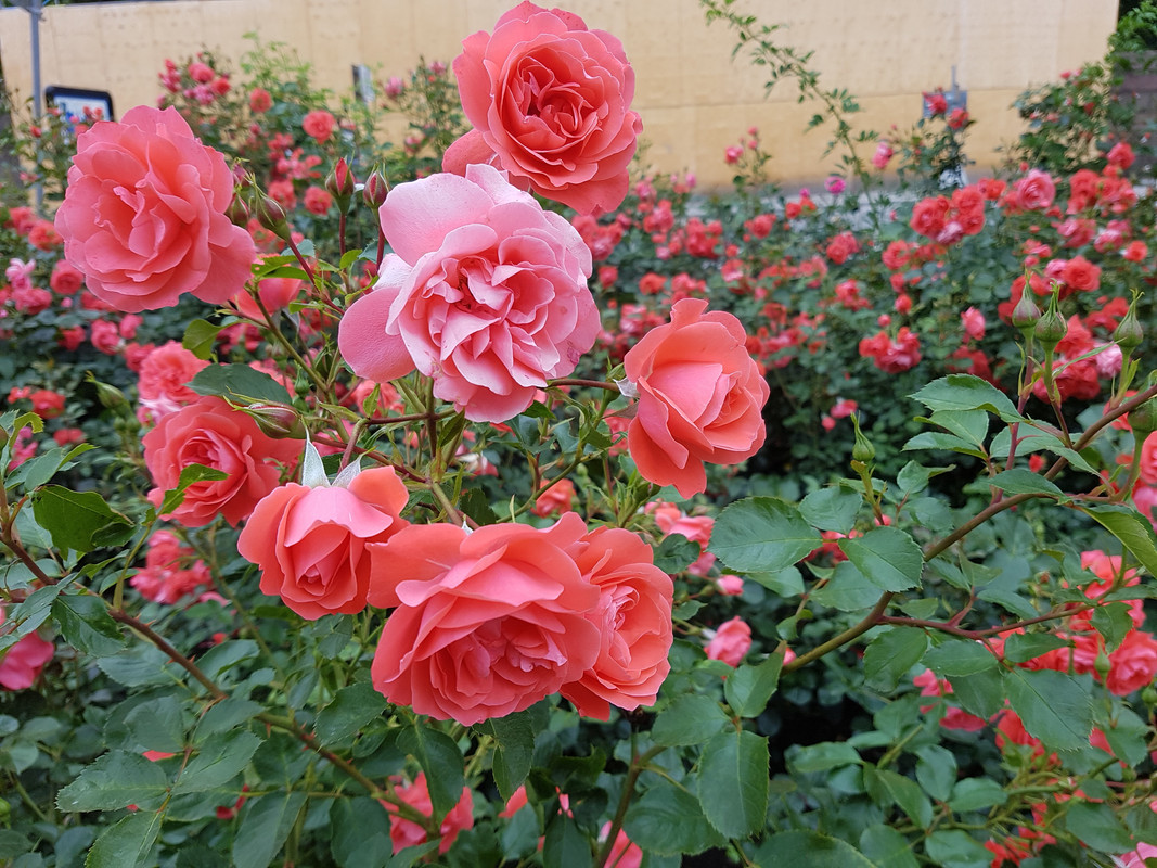 20190703_074048