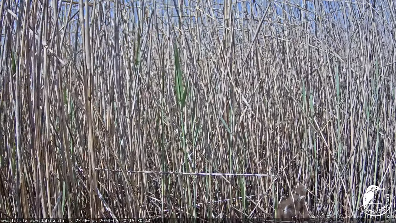 Lielais dumpis (Botaurus stellaris) Engurē - LDF tiešraide 12-35-19 screenshot