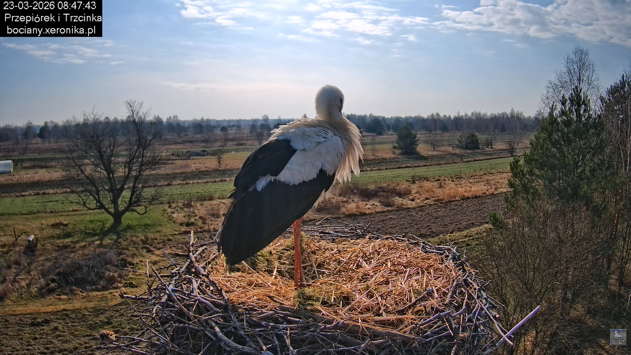 23032026bociany 5