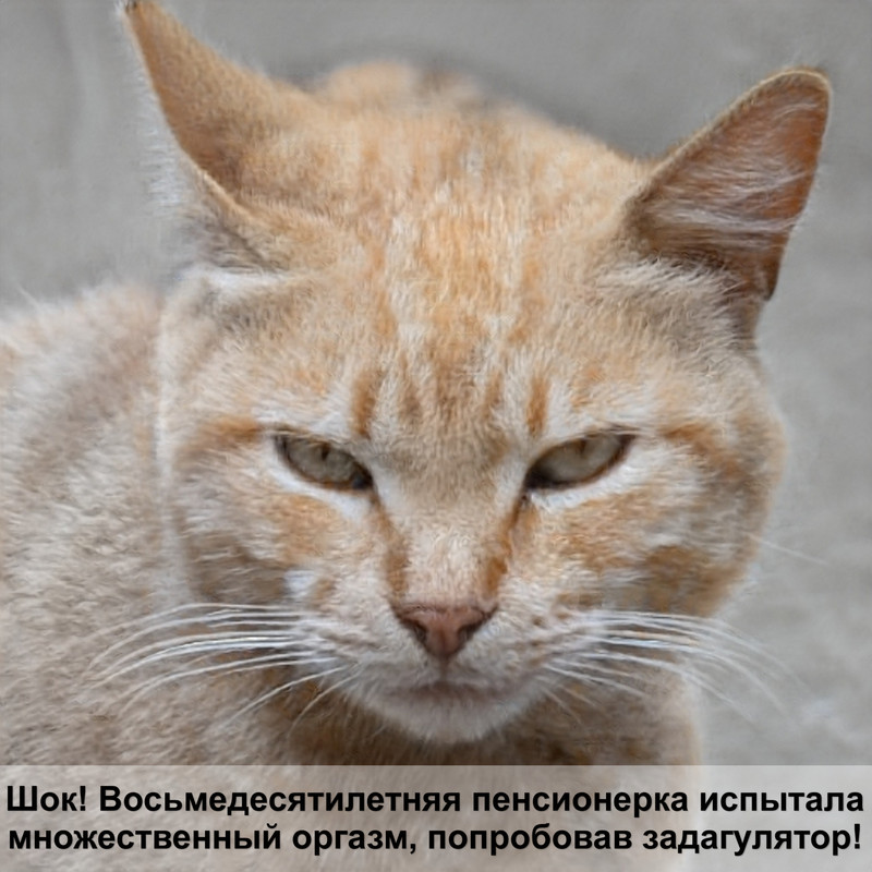 бежевый окрас у кошек