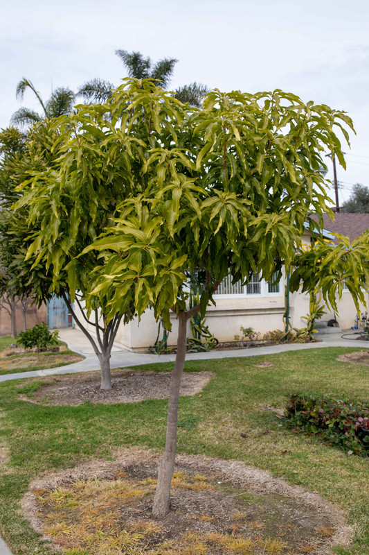 8U1A6534  Lemon Zest Mango Tree in Mid Winter (2-1-2021)