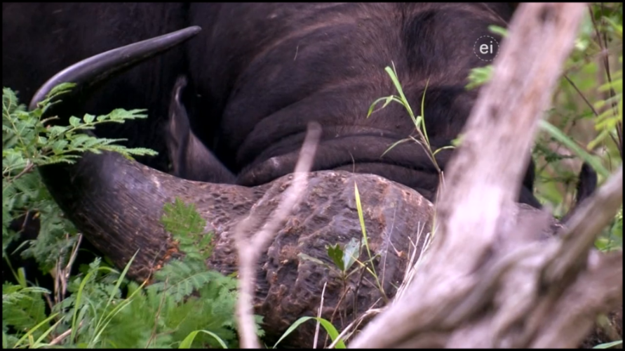 [Image: 9ew1ufy7u4ul.png]