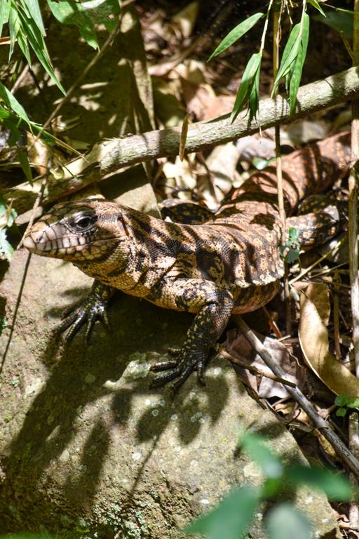 В джазе только девушки или аргентинско-бразильский калейдоскоп В джазе только девушки или аргентинско-бразильский калейдоскоп