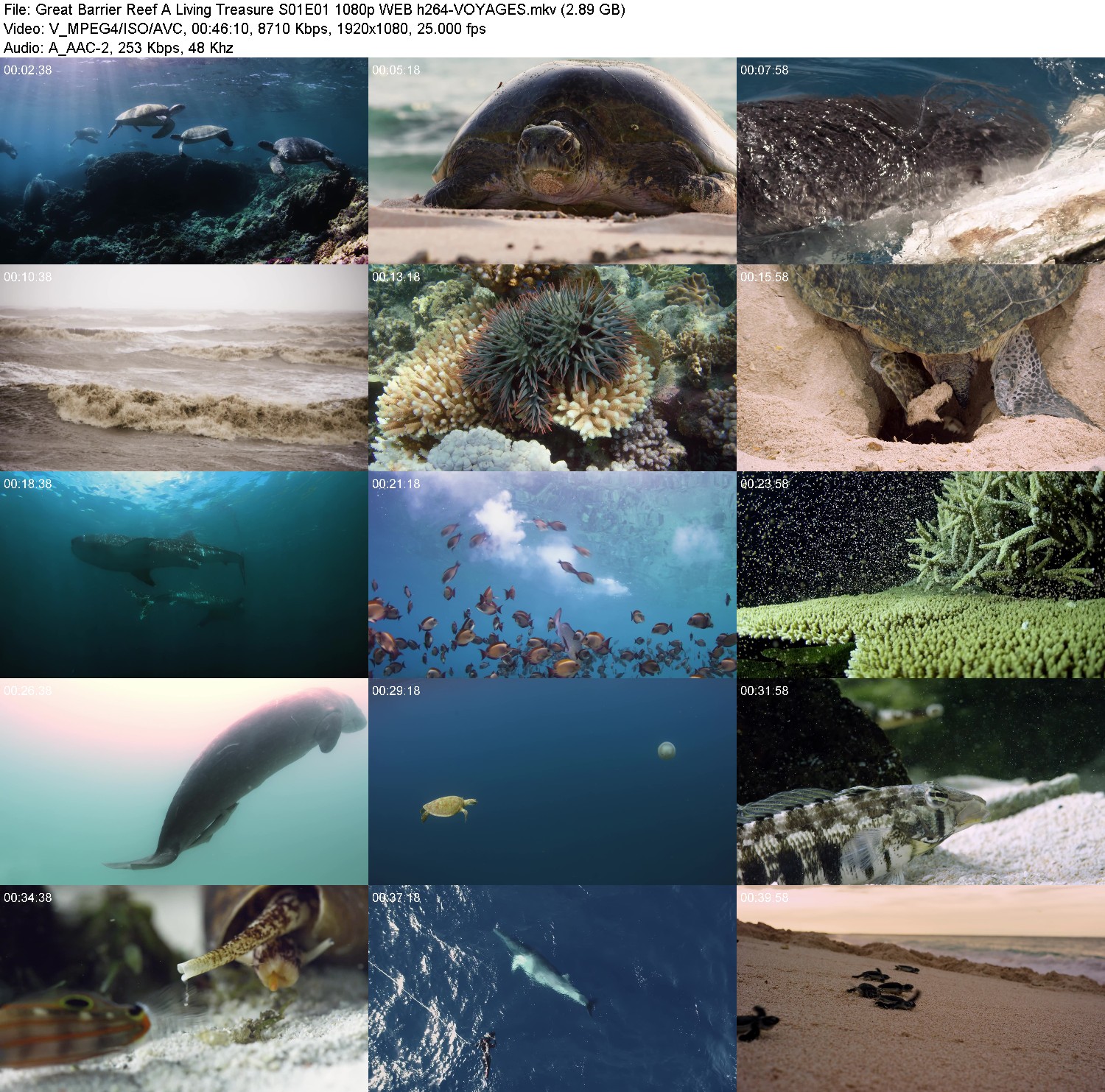 [Image: 7v6i2oj6ncww.jpg]