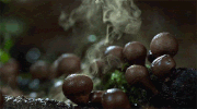 growing-mushrooms-timelapse-6