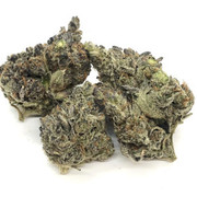 cannabis plants