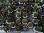 27.22.flower fair XXII