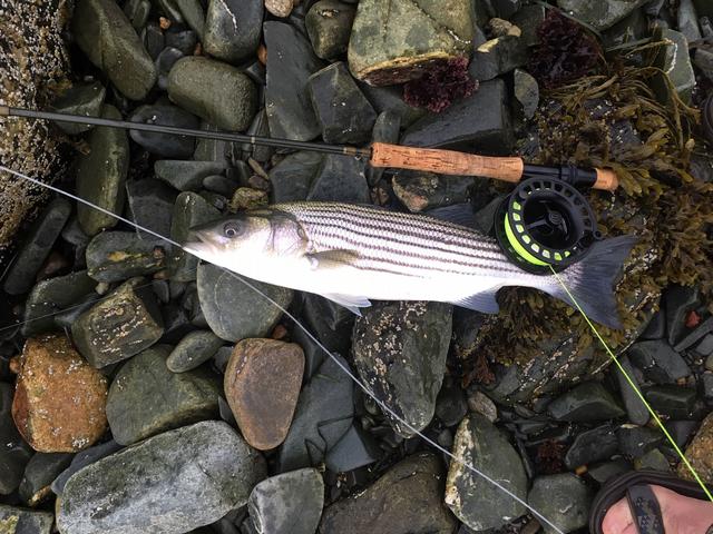 Striper 2