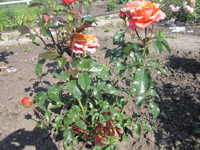 IMG_1083[1]