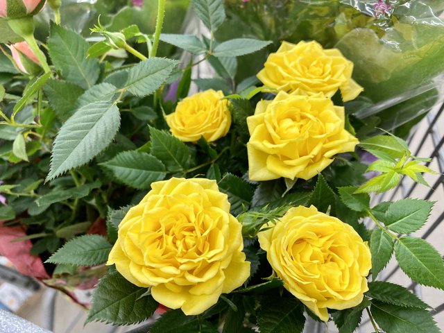 [Image: 2-F1-CA5-AE-9584-46-FE-85-BE-9-FBD448314-D0.jpg]