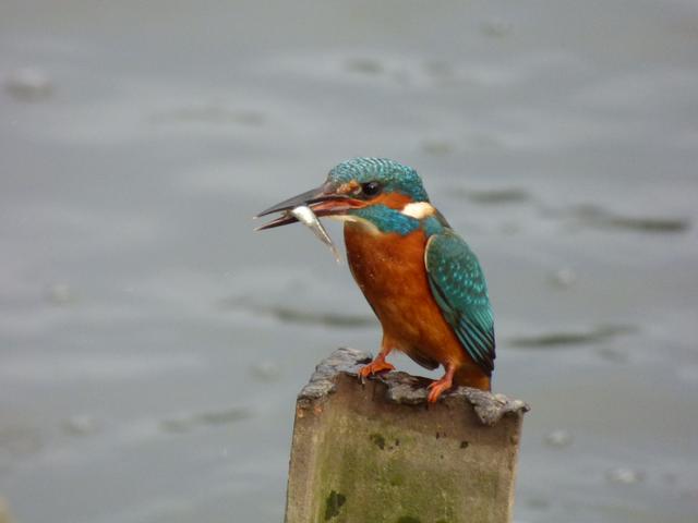 A9DDEF26-5A11-4D7C-B130-26C1A8B447C4