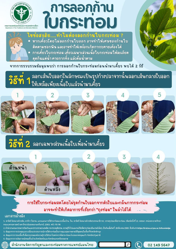 ไขข้อสงสัย...ทำไมต้องลอกก้านใบกระท่อม? วิธีลอกก้านใบกระท่อม