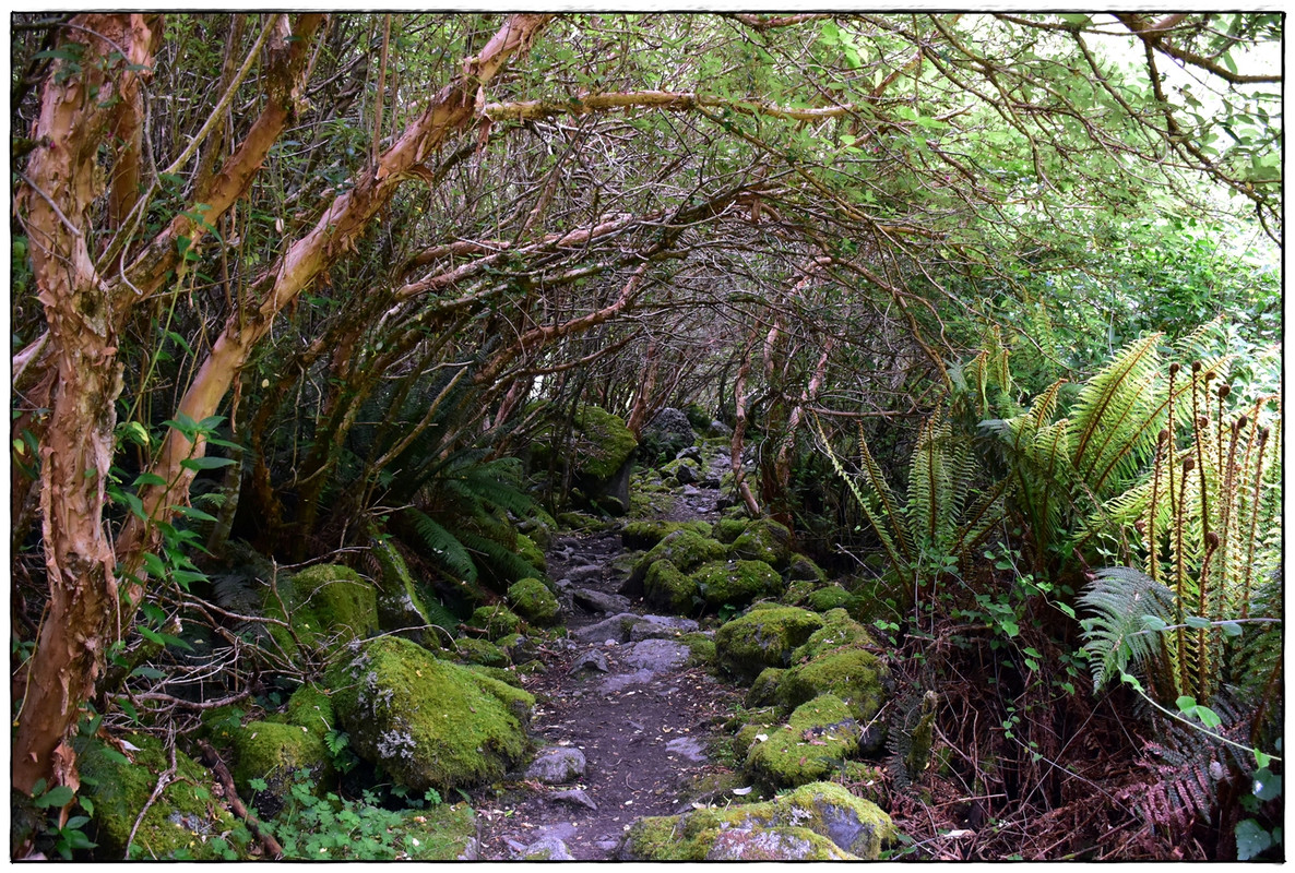 Fiordland NP: Milford Track (enero 2023) - Escapadas y rutas por la Nueva Zelanda menos conocida (20)