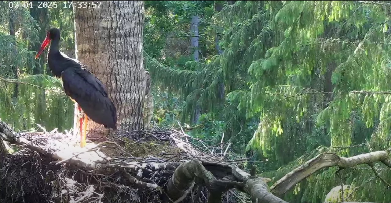 Ekrānuzņēmums 2025-07-04 224450