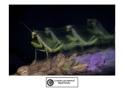Miguel-P-La-mantis