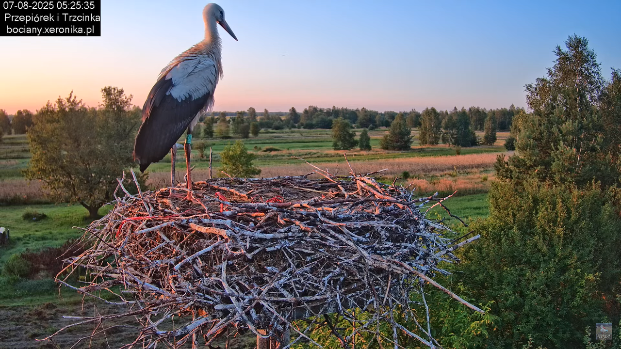 07082025bociany7
