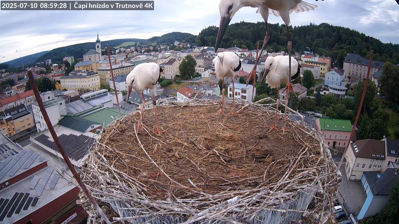 Živě z čapího hnízda na pivovarském komíně v Trutnově 8-12-26 screenshot