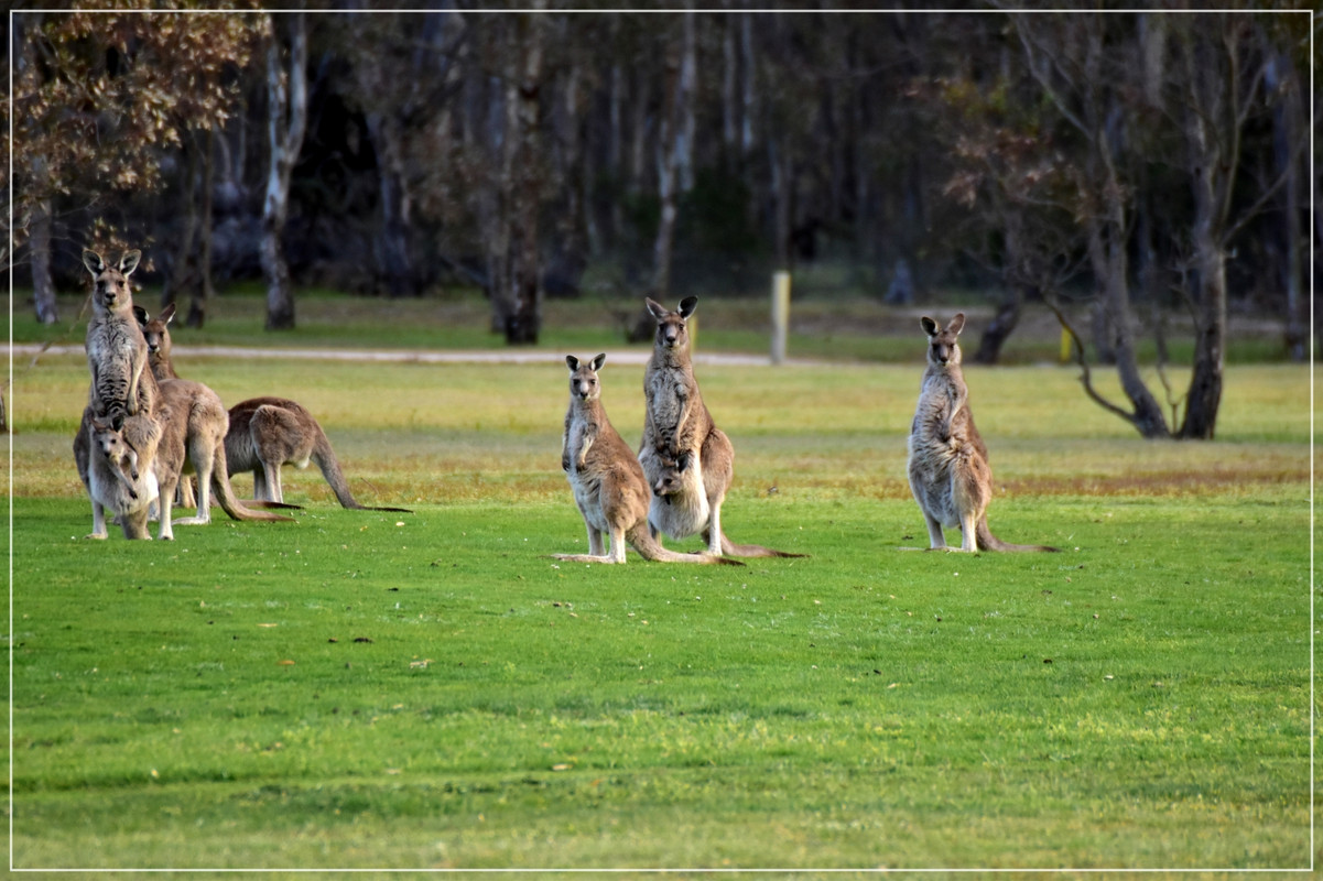 Australia (I): toma de contacto - Blogs de Australia - Grampians National Park (32)