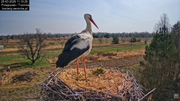 25032026bociany 21