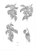 Krasichkova-Khudozhestvennoe-vyshivanie-166