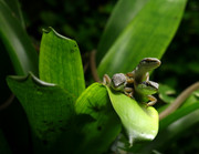 3 lezards-a-longue-queue-S-Pannier