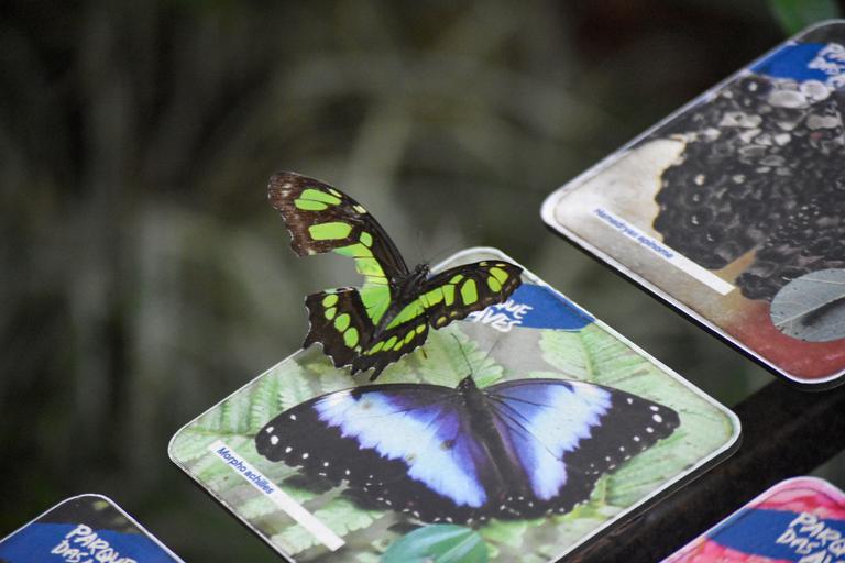 В джазе только девушки или аргентинско-бразильский калейдоскоп В джазе только девушки или аргентинско-бразильский калейдоскоп