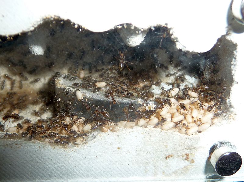 1804-Lasius3.jpg