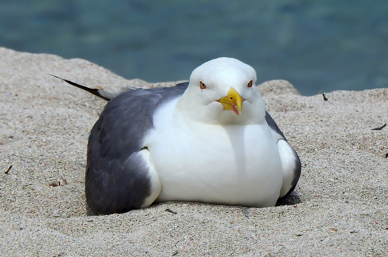 larus2.jpg