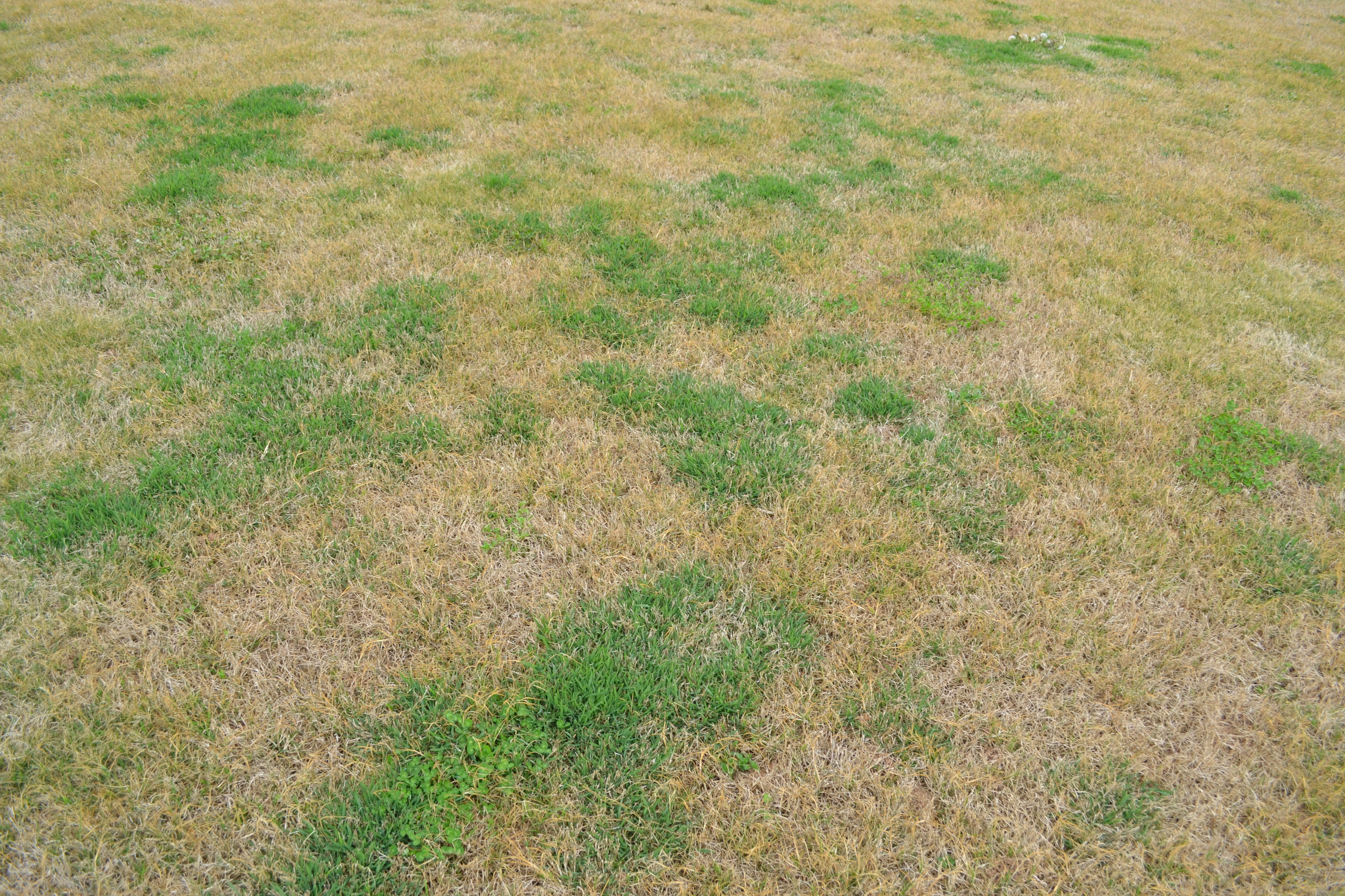 Неухоженный газон. Проплешины на газоне. Вытоптанный газон. Почему появились проплешины зарастающие мхами. Проплешины на газоне.