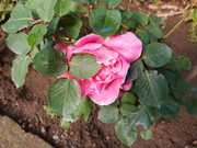 IMG-20190524-091925357