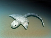 Squatinactis_NT_small