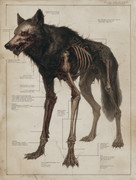 HighRes-Wolf Nekrotisch Skizze-standard v2-2x