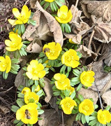 [Obrázky: Pyl-2602232.jpg]
