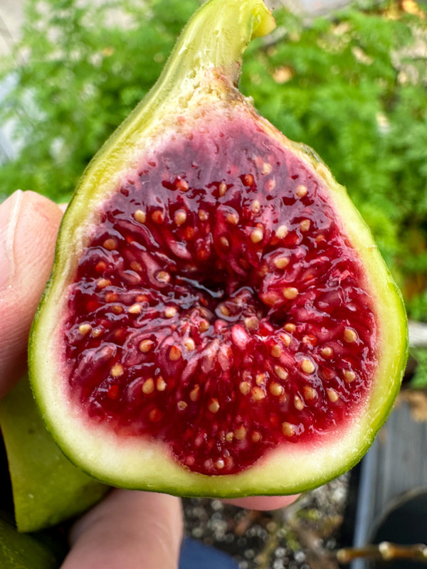 figs-453.jpg