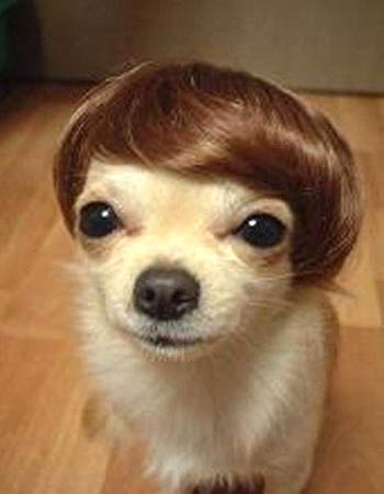 chihuahua-toupee