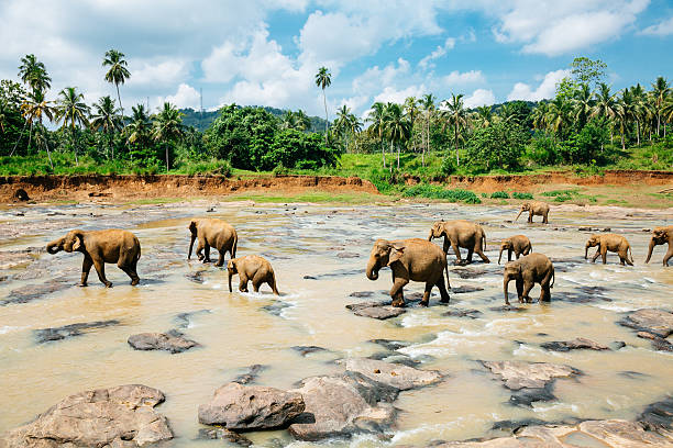 Sri Lanka tourism