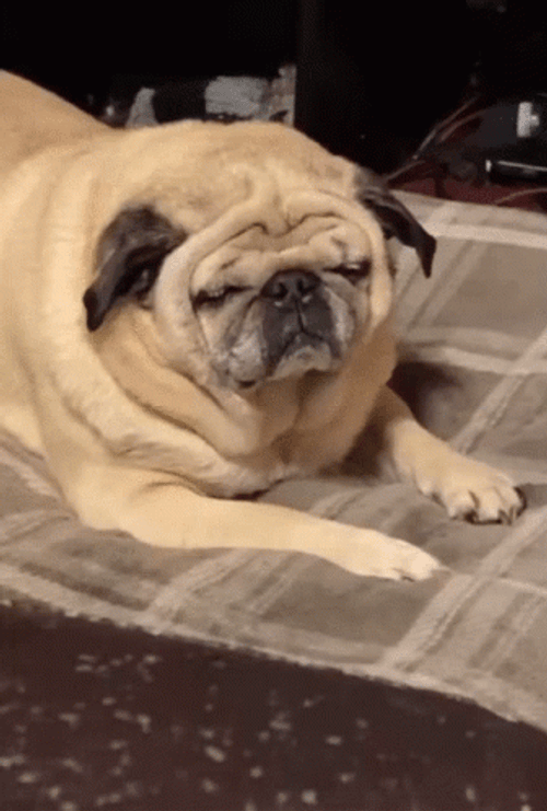 cute-tired-pug-ccc1cqhaylg0zmi9.gif