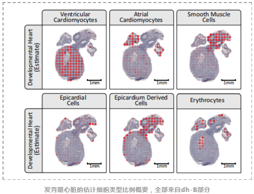 stereoscope:利用scRNA-seq和空间转录组数据对细胞类型和空间分布进行概率推断-4.png