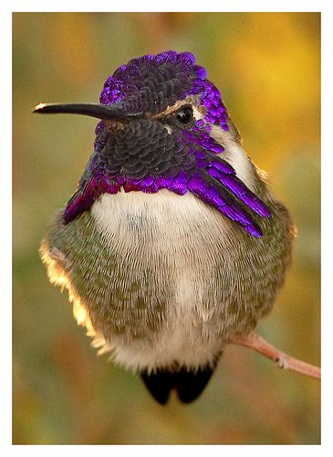 purple-bird.jpg